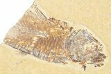 Limestone with Three Fossil Fish (Knightia) - Wyoming #357652-2